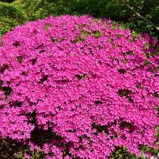 Azalea Judge Solomon 2 5qt U S D A Hardiness Zones 7 10 1pc National Plant Network Shade Plants Flowering Shrubs Plants