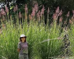 Image of Vetiver grass