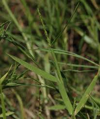 Image result for Urochloa platynota