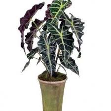 Tanaman Keladi Amazon African Mask Tanaman Hias Daun Tanaman Bunga