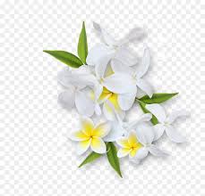 Free Free 247 Jasmine Flower Svg Free SVG PNG EPS DXF File