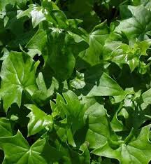 Image result for Delairea odorata