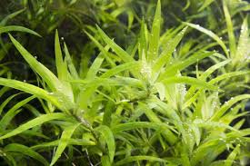Image result for Heteranthera