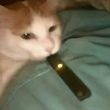 My professor used a crying cat meme (i.redd.it). Download Crying Cat Love Meme Png Gif Base