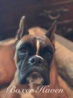 Find boxer puppies and breeders in your area and helpful boxer information. Boxer Puppies For Sale In Florida Boxer Breeders And Information