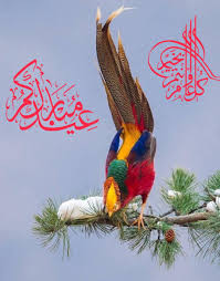 Pin By You Show On Quran Animals Bird Parrot