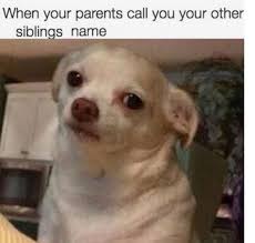 If Only Animals That Had Enough With Their Siblings I Can Has Cheezburger Animal Memes Dog Memes Cute Memes