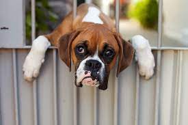 Jul 21, 2011 · click here to view boxer dogs in maryland for adoption. Where To Find A Boxer Available For Adoption Near You Boxer Dog Diaries