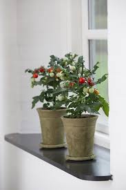 You can grow tomatoes indoors for part of their life. Everything About Growing Tomatoes Indoors Balcony Garden Web
