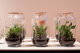 Terrariums At Gropius In 2020 Garden Of Earthly Delights Terrarium Australian Plants