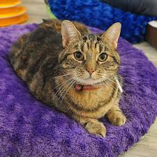 Our Friyay Feature Is Miss Sonia A Sweet 2 3 Year Old Friendly Tabby Whos Mama Had To Relinquish Her When She Was Deployed Sonia Woul Cat Lounge Tabby Kittens