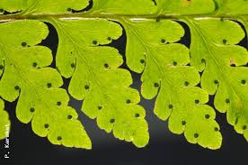 Image result for Microlepia speluncae