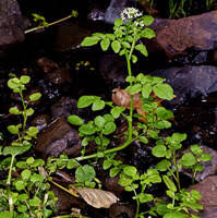 Image result for Nasturtium microphyllum