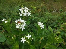 Image result for Holarrhena pubescens
