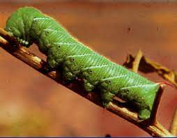 Hornworms can decimate a tomato crop, so, understandably, gardeners loathe them. Hornworms Wisconsin Horticulture