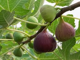 Tree identification fruits and seeds. Fig Description History Cultivation Types Britannica