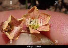 Image result for Hermannia depressa