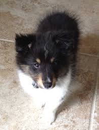 Black And White Sheltie Puppies If I Do Get A Doggie I Think I Ll Get A Shetland Sheepdog Puppy How Precious Sheep Dog Puppy Shetland Sheepdog Puppies Sheltie Dogs