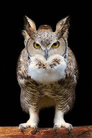 Bird With Big Mouth And Eyes Great Horned Owl By Marcus Pusch Birds Of Prey Beautiful Birds Owl