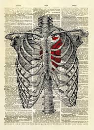 Want to discover art related to rib_cage? Human Heart Inside Rib Cage Dictionary Art Print No 9 Sold By Altered Artichoke On Storenvy