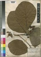 Image result for Mitragyna stipulosa