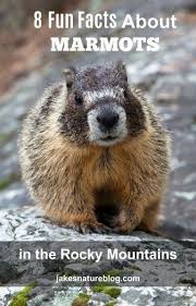 8 Facts About Marmots In The Rocky Mountains Jake S Nature Blog Rocky Mountains Marmot Hiking With Kids