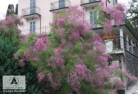 Image result for tamarix ramosissima pink cascade