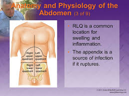 Describe the human body using directional and regional terms. Chapter 28 Abdominal And Genitourinary Injuries Anatomy And Physiology Of The Abdomen 1 Of 9 Abdominal Quadrants Abdomen Is Divided Into Four General Ppt Download