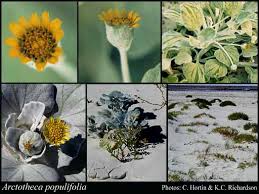 Image result for Arctotheca