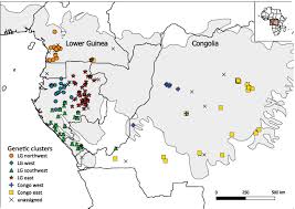 Image result for Scorodophloeus