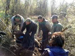 Pune pusca la ochi, tinteste, trage, ursul cade mort. UrÈ™ii Au Ucis Doi Oameni È™i Au Atacat 32 In Ultimii Doi Ani AutoritÄƒÈ›ile Nu Mai È›in EvidenÈ›a PopulaÈ›iilor De Urs De È™ase Ani Braconajul Luand Amploare