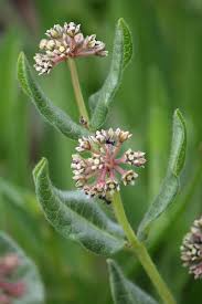 Image result for Dierama parviflorum