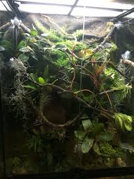 Pin On Green Tree Python Vivarium