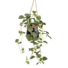 Plante Verte Artificielle Et Pot Suspendu En Verre Maisons Du Monde Kunstpflanzen Grunpflanzen Pflanzen