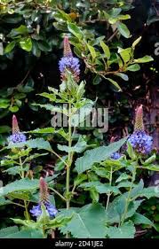 Image result for Pycnostachys parvifolia
