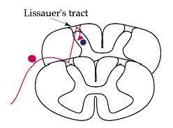 Stimulation of the lateral lissauer tract resulted in the activation of a narrow, longitudinal 'beam', much as on the cerebellar surface. What Is Lissauer S Tract Brain Stuff