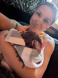 One week before Christmas, a hen laid an egg