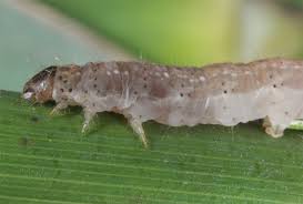 Image result for Chilodes maritima