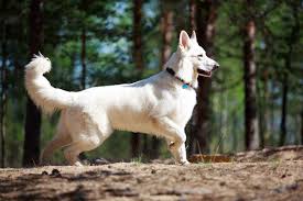Great northern white swiss shepherds has puppies available! Meet The White Swiss Shepherd