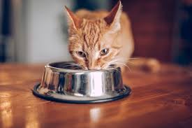 It provides a comprehensive account of the market segmentation, unveiling the remunerative opportunities in the market sphere for the stakeholders, followed by a detailed analysis of the competitive landscape. Cat Nutrition Trends For 2021 Aspca Pet Health Insurance