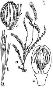 Image result for Podostemaceae