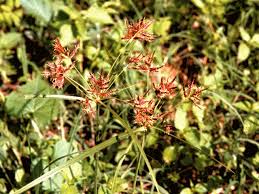 Image result for Cyperus dubius