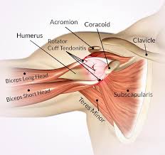 Do you have pain between your shoulder blades? What Type Of Shoulder Pain Do I Have Issuu
