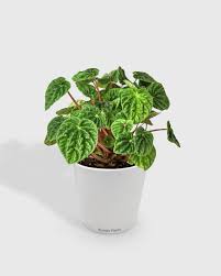 Image result for Peperomia molleri
