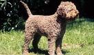 Lagotto Romagnolo - Wikipedia