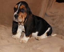 Female basset hound puppy for sale. Basset Hound Puppies For Sale Houston Tx 264920