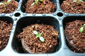 Growing Chrysanthemums From Seed Image Hydroharbor Com Menanam Bunga Menanam Bunga