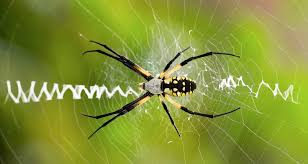 Like, comment, and subscribe for more! Orb Weaver Spiders Spooky Webs But Great For Pest Control Farmers Almanac