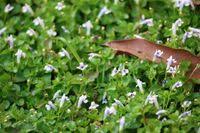 Image result for Lindernia monroi