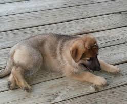 German shepherd puppies for sale. Akc German Shepherd Puppies For Sale In Dayton Ohio Classified Americanlisted Com